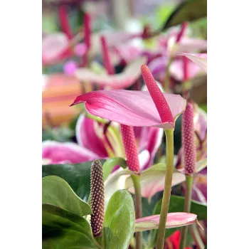 Red Anthurium 